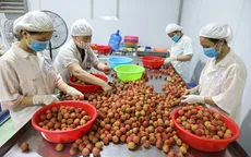 Xúc tiến xuất khẩu vải thiều sang Mỹ