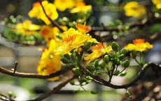 Phát huy tiềm năng và giá trị của mai vàng Huế
