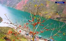 Rực rỡ mùa hoa Mộc miên trên cao nguyên đá Hà Giang