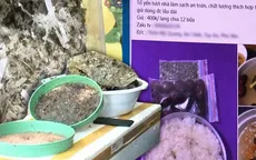 "Yến giá rẻ" thực chất là… yến vụn, nhiều tạp chất