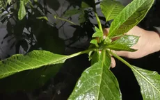 Ăn nhầm ngọn hoa chuông, 10 người bị ngộ độc