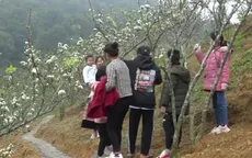 Ngày 5/3 sẽ diễn ra Lễ hội hoa lê trắng ở Si Ma Cai