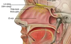 F0 cần làm gì khi bị mất vị giác và khứu giác?