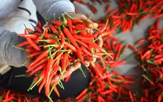 Tuân thủ quy định về kiểm dịch để xuất khẩu ớt sang Trung Quốc