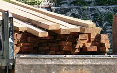 Khai thác gỗ pơ mu trái phép ở Đắk Lắk