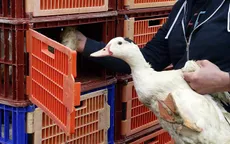 Dịch cúm gia cầm hiếm gặp bùng phát mạnh mẽ tại Pháp