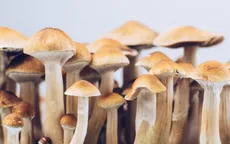 Hợp chất gây ảo giác của nấm ma thuật giúp “mở ra” não bộ của người trầm cảm