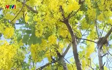 Dokkhoun - loài hoa báo hiệu năm mới tại Lào