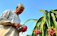 Người trồng thanh long càng làm càng lỗ