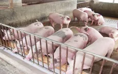Chủ động từng phần nguồn nguyên liệu thức ăn chăn nuôi