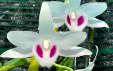 Lan đột biến hết thời "tiền tỷ", tụt dốc rẻ hơn... rau muống