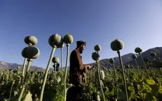 Taliban cấm trồng cây thuốc phiện trên toàn đất nước