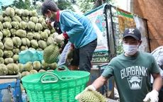 Sầu riêng được mùa, được giá