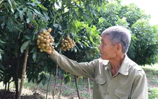 Nhãn trái vụ được mùa, được giá