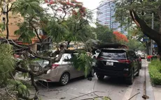 Hà Nội: Cây phượng gãy đổ đè bẹp hai xe ô tô