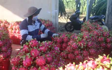 Giá thanh long tăng trở lại