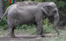 Phiên tòa đòi nhân quyền cho voi tại Mỹ