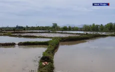Ninh Thuận nỗ lực thoát khỏi tỉnh khô hạn nhất nước