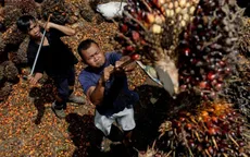 Indonesia dỡ bỏ lệnh cấm xuất khẩu dầu cọ vào tuần tới
