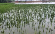 Mưa lớn gây ngập úng tại Vĩnh Phúc