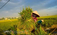 Vụ Đông Xuân giảm năng suất và sản lượng
