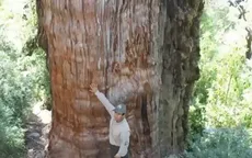 Phát hiện cây cổ thụ lâu đời nhất thế giới tại Chile