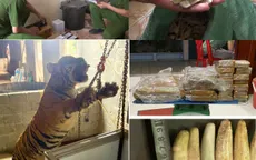 Phá đường dây mua bán hổ để nấu cao