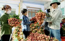 Gần 450.000 đồng/kg vải thiều tại Mỹ