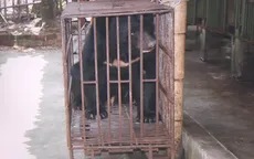 Hà Nội là “điểm nóng” nhất về nuôi nhốt gấu