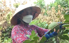 Bà Rịa - Vũng Tàu: Nhiều nhà vườn điêu đứng vì bưởi bị rệp vảy ốc tấn công