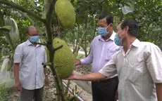 Giá nông sản phía Nam tăng trở lại