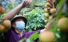 Bắc Giang mở rộng diện tích vải chất lượng cao