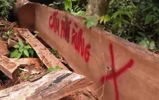 Ngang nhiên chặt phá rừng giữa ban ngày