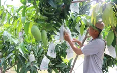 Trái cây được mùa, mất giá