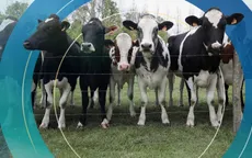 New Zealand đánh thuế ợ hơi từ bò và cừu nhằm cắt giảm khí methane gây hiệu ứng nhà kính