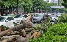 Hà Nội: Cành cây cổ thụ gãy đổ gây ách tắc giao thông kéo dài