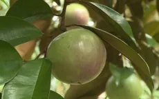 Ăn nhiều quả vú sữa có tăng cân?