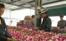 Nghề trồng hoa lan ở Thái Lan gặp khó