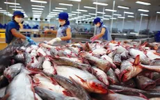 Giá cá tra xuất khẩu vào Hoa Kỳ lập kỷ lục