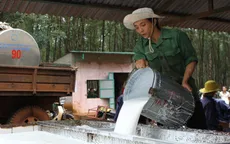 Có chứng chỉ bền vững, giá cao su xuất khẩu có thể tăng 10 - 15 lần