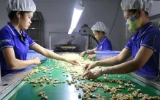 100 container hạt điều trả cho doanh nghiệp Việt: Chiến thắng vô tiền khoáng hậu