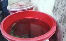 Sẽ xử phạt trường hợp được hướng dẫn vẫn để phát sinh lăng quăng