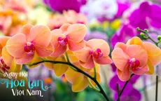 Ngày hội hoa lan Việt Nam
