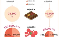 [INFOGRAPHIC] Niên vụ năm 2022, vải thiều được mùa