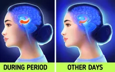 Kỳ kinh nguyệt có thể làm thay đổi cấu trúc não bộ