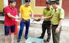 Tiếp nhận 3 cá thể rùa núi viền quý hiếm, nguy cấp cần được bảo vệ