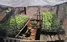 Đắk Lắk: Phát hiện thêm các vụ trồng cần sa