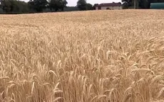 Nga, Ukraine thảo luận về khủng hoảng ngũ cốc