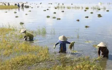 Nông dân Đồng bằng sông Cửu Long cứu lúa bị ngập