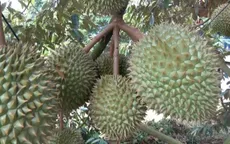 Tiền Giang sẵn sàng xuất khẩu sầu riêng chính ngạch sang Trung Quốc